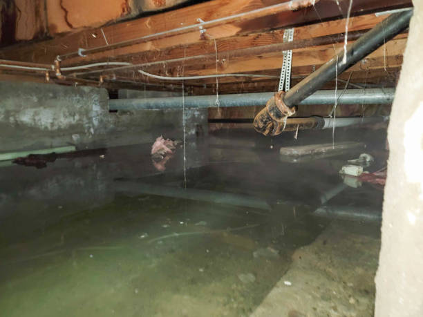 Best Carpet water damage restoration  in Lake Shore, UT